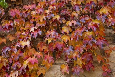 Creeper with reddish leaf in autumn on old stone wall Stock Photos