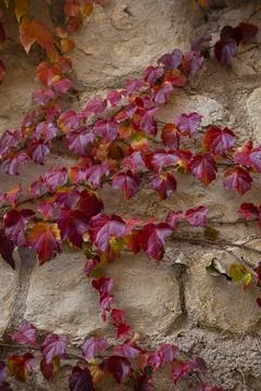 Creeper with reddish leaf in autumn on old stone wall Stock Photos