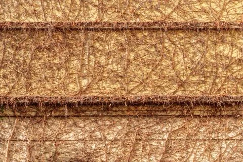 The creeper on stone wall Stock Photos
