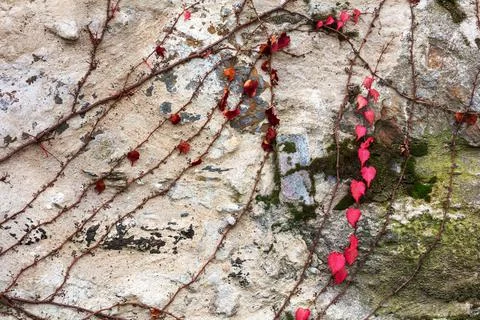 Creeper on stone wall Stock Photos