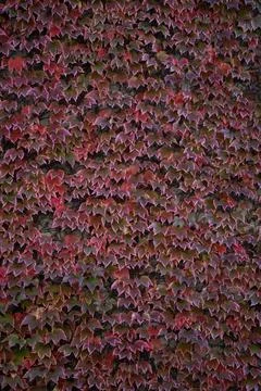 Creeper texture when it turns red in the fall Stock Photos