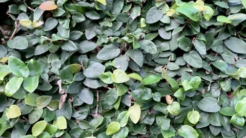 Creeper wall plants Stock Footage 134903030