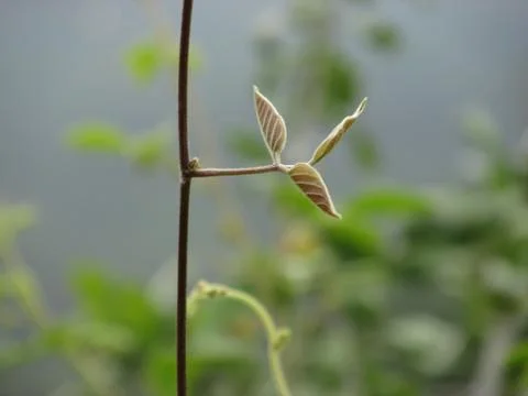 Creepers in the forest Photos