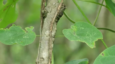 Creepers in rainforest Stock Footage 95850331