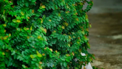 Creepers on the wall, nature is refreshing. Video stock 82396112
