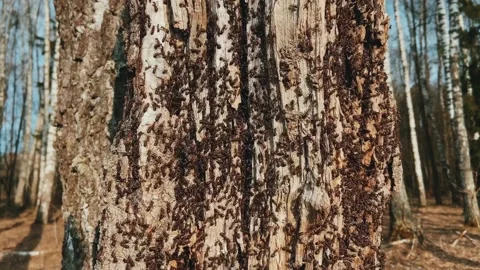 Creeping ants. Stock Footage 238087684