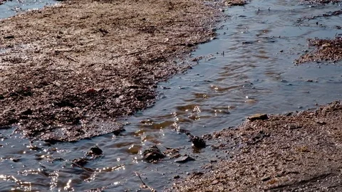 The creeping creek flows through the forest and flows into the river in the Stock Footage 74413359