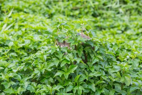 Creeping daisy Stock Photos