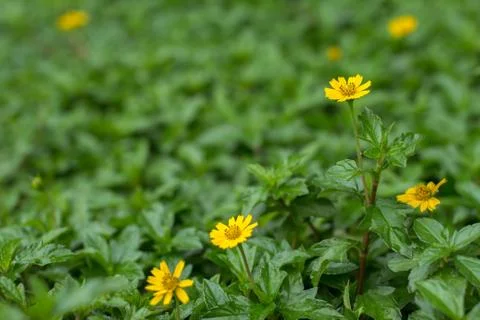 The Creeping Daisy Stock Photos