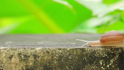Creeping grape snail on the wall with blurry banana green leaf background. Stock Footage 140495074