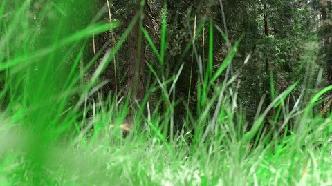 creeping into the grass and going to the... | Stock Video | Pond5