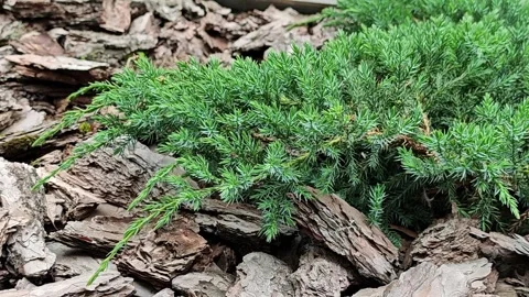 Creeping green juniper bush growing in brown pine bark mulch Stock Footage 337226785