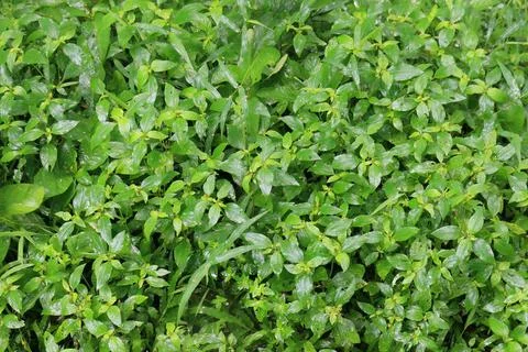 Creeping Ground Flora Forming Dense Mat Stock Photos