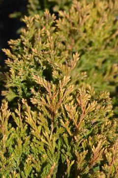 Creeping juniper Lime Glow Foto stock