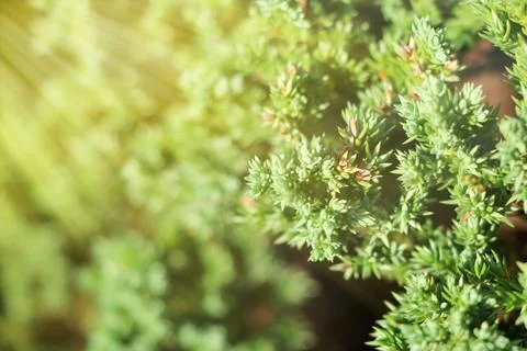 Creeping Juniper Stockfoto's