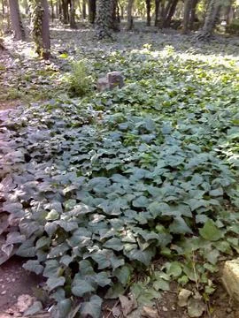 Creeping leaves Stock Photos