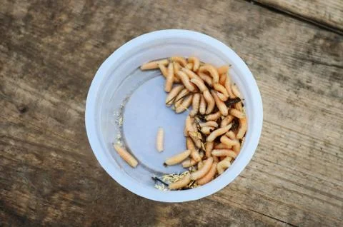 Creeping maggots 스톡 사진