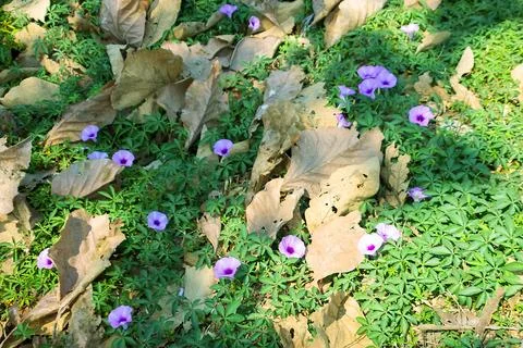 Creeping myrtle Stock-Fotos