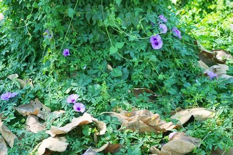Creeping myrtle Stock Photos