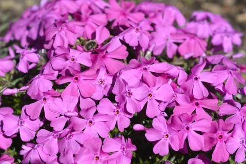Creeping Phlox Stock Photos