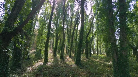 Creeping Plants Covered Tree Trunks Inside Forest. Dolly Shot Stock Footage 260903153