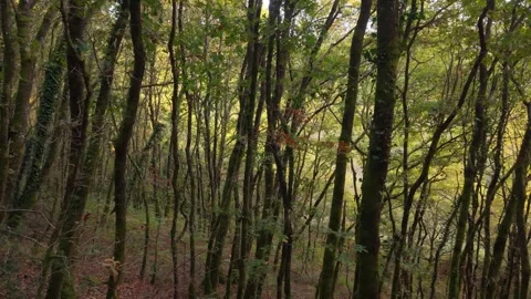 Creeping Plants Covered Trees With Thin Trunks In Forest Hike Stock Footage 321544688