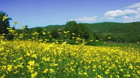 Creeping renoncules field Stock Footage 129216645