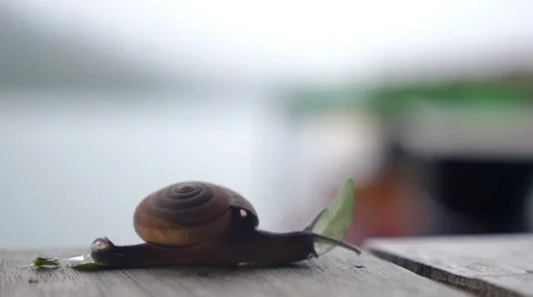 Creeping Snail. Closeup Stock Footage 57837276