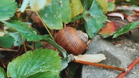 A creeping snail. Stock Footage 232931963