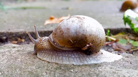 Creeping snail on the grey concrete Stock Footage 73492166