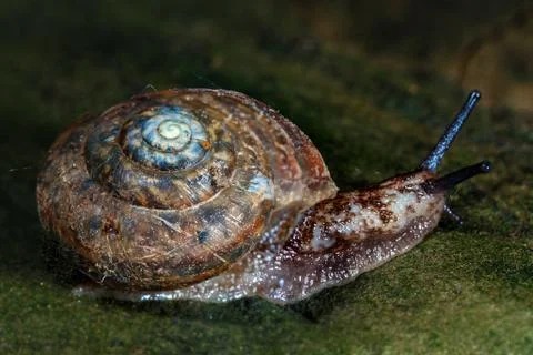 Creeping snail. Stock Photos