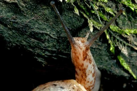 Creeping snail. Stock Photos
