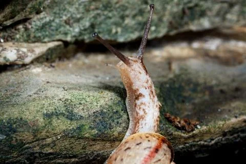 Creeping snail. Stock Photos
