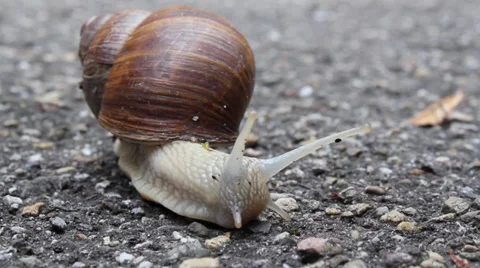 Creeping snail with shell Stock Footage 37752352