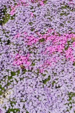 Creeping solid carpet on the flowerbed phlox awl-shaped white, pink and lilac Stock Photos