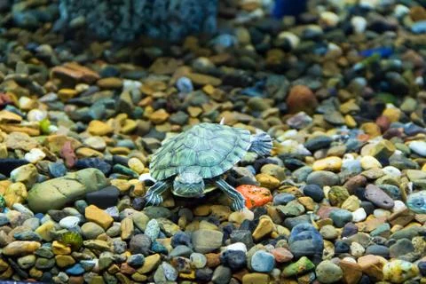 Creeping terrapin Stock Photos