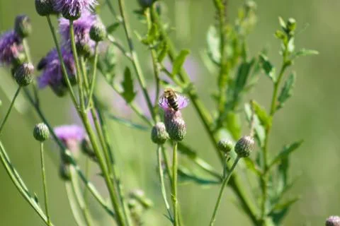 Creeping thistle in bloom with bee closeup view of it Foto stock