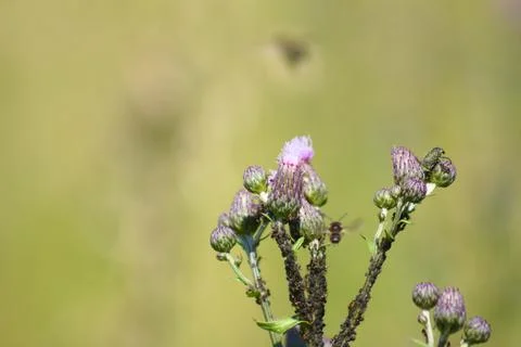 Creeping thistle in bloom closeup with selective focus background Stock Photos
