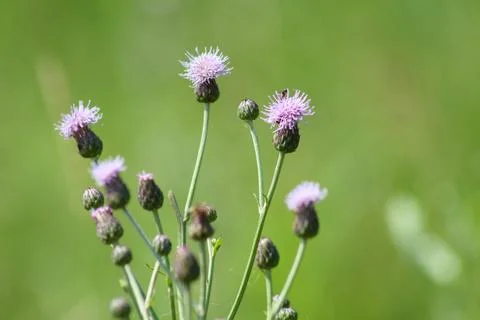 Creeping thistle in bloom closeup view with selective focus on foreground Stock Photos