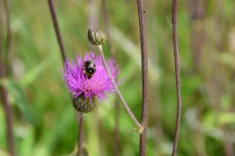 Creeping Thistle (Cirsium arvense) with a bumblebee on the flowerhead Stock Photos