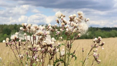 Creeping Thistle on Czech Field, 4k Stock Footage 136956237