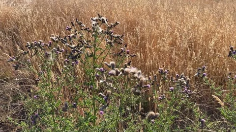 Creeping Thistle in Light Wind Stock Footage 245847653