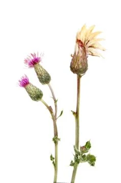 Creeping thistle Stock Photos
