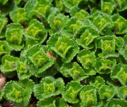 Creeping Thyme Stock Photos