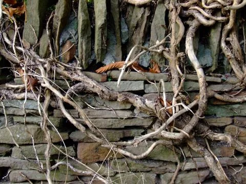 Creeping tree roots Stock Photos
