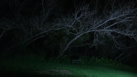 A creepy  bench under a leafless tree Stock Footage 86736166