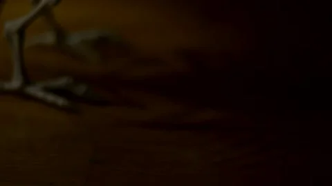 Creepy Bird Skeleton with Moving Shadows Stock Footage 241287924