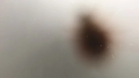 Creepy Bokeh Spider Video stock 157564323