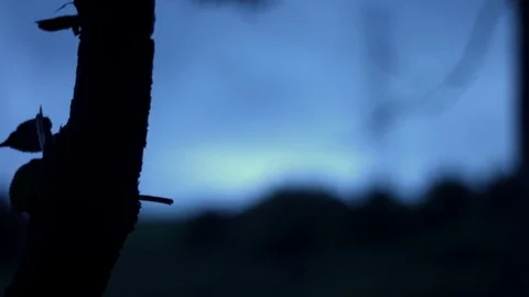 Creepy branch Stock Footage 81439649