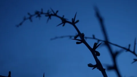 Creepy branches Stock Footage 86862236